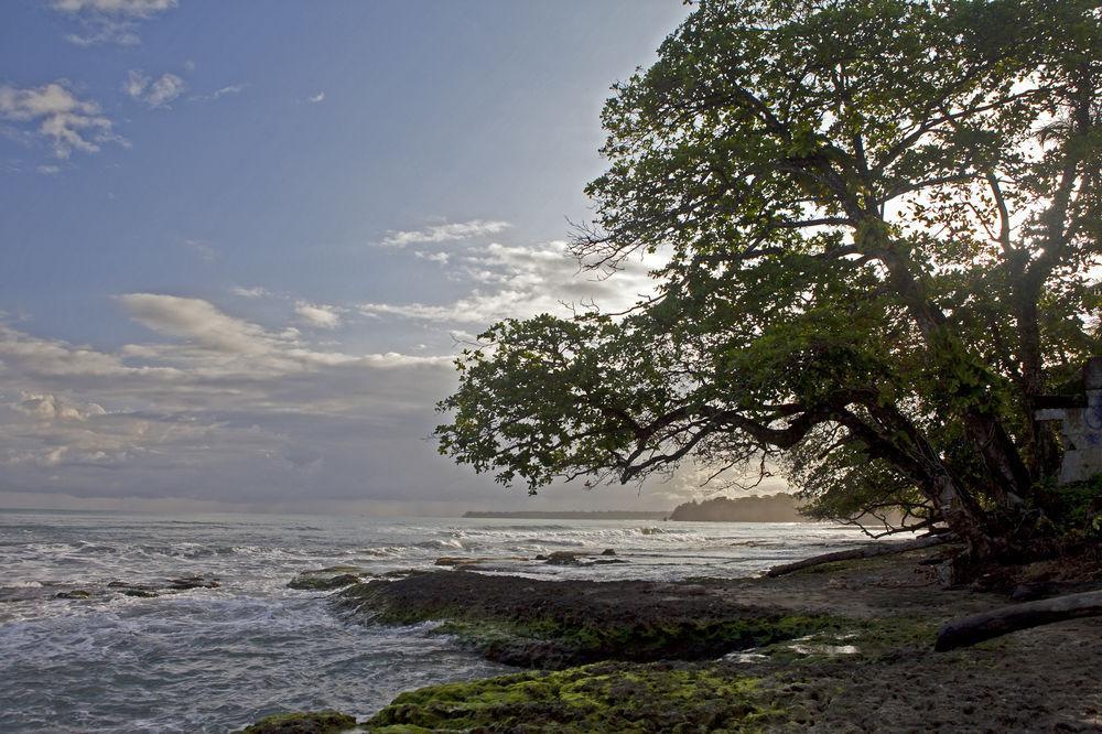 Hotel Caribbean Coconut Cahuita Eksteriør billede